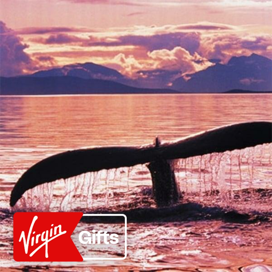 Whale Watching Kayak Tour | Water Activities | Whale Watching Cruises | California | San Diego | Virgin Gifts / Vouchers