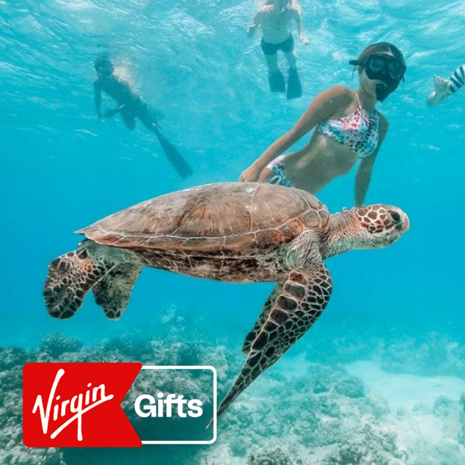 Snorkel with Sea Turtles in Waikiki | Animal | Snorkeling Tours | Hawaii | Oahu | Virgin Gifts / Vouchers