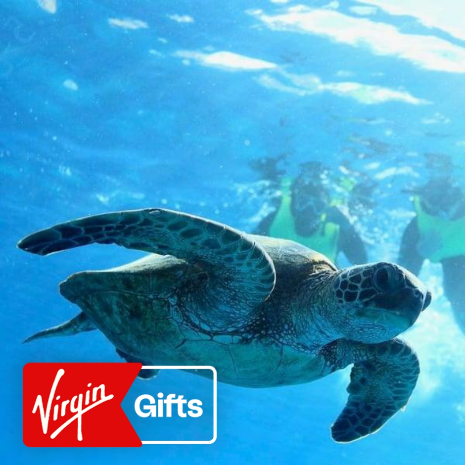 Turtle Canyon Snorkel and Sail | Animal | Snorkeling Tours | Hawaii | Oahu | Virgin Gifts / Vouchers
