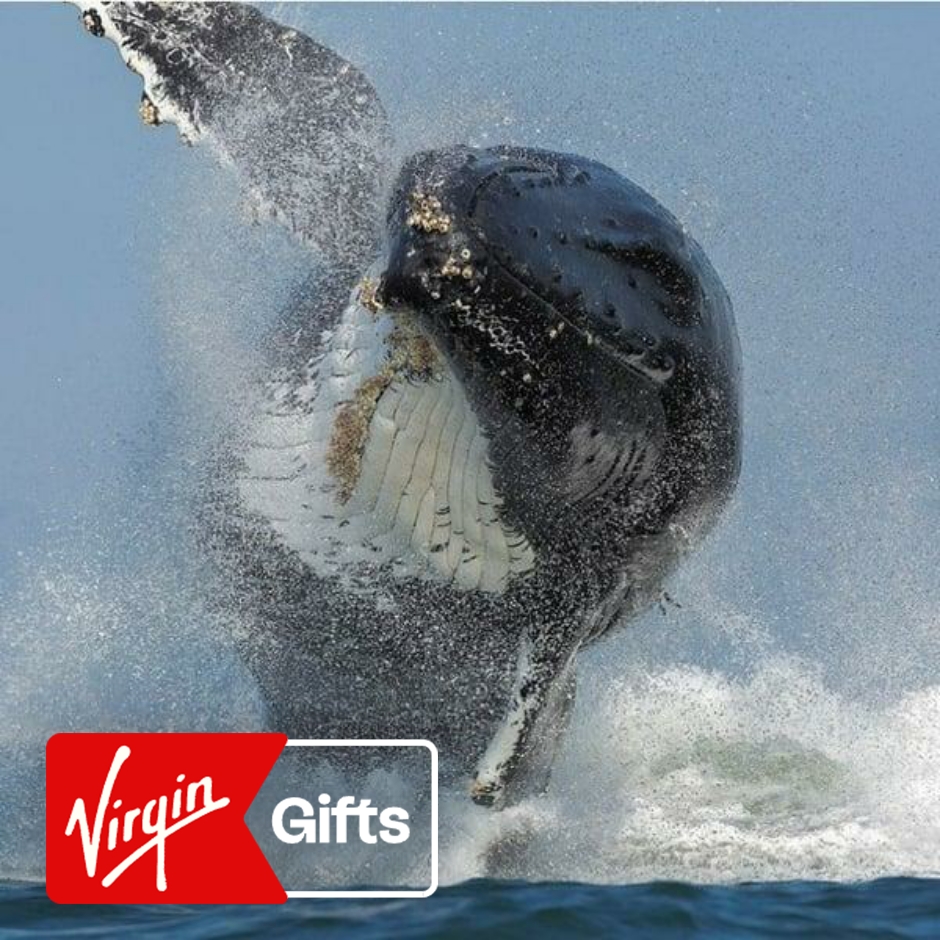 Half-Day Monterey Bay Whale Watching Cruise | Scenic Cruises | Whale Watching Cruises | California | Virgin Gifts / Vouchers