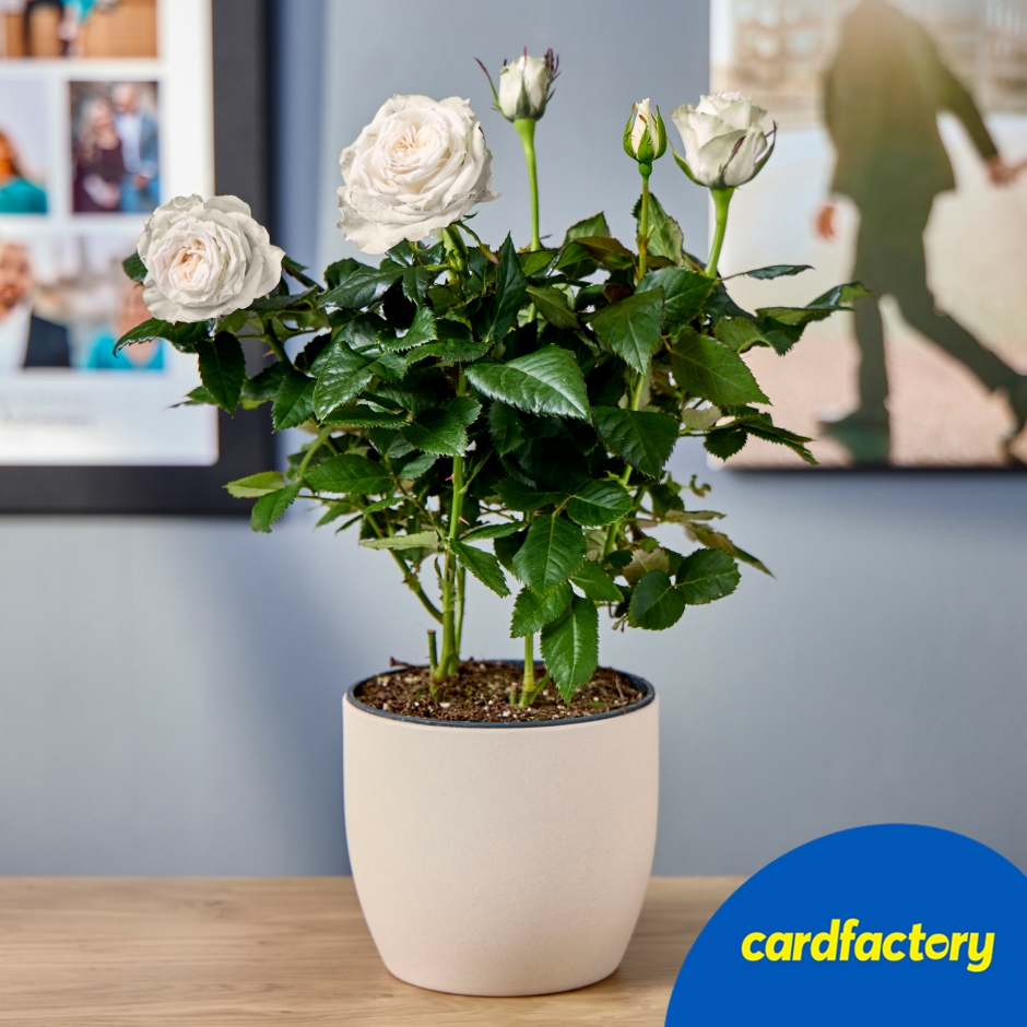 Image of White Rose Plant