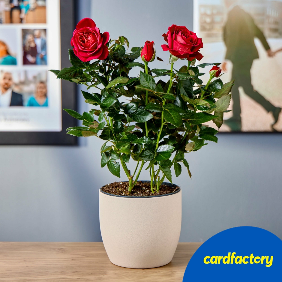 Image of Red Rose Plant