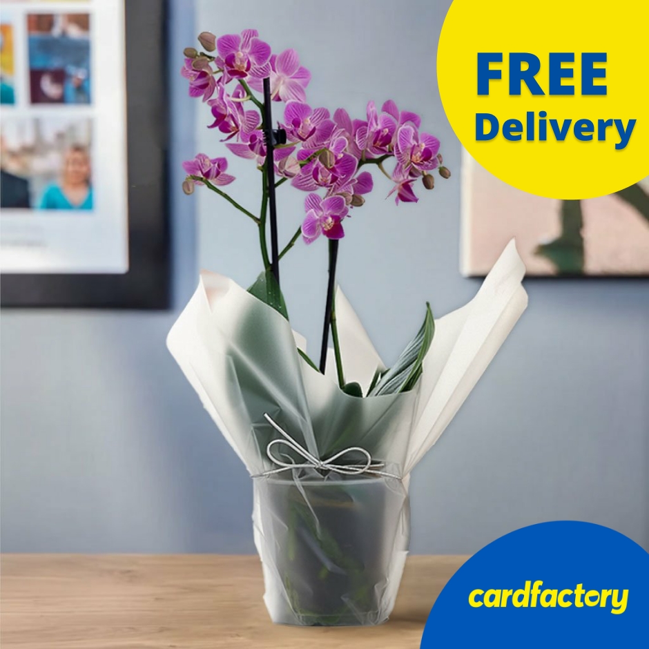 Image of Blossoming Gifts Pink Mini Orchid